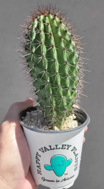 Stenocereus thurberi – Organ Pipe Cactus
