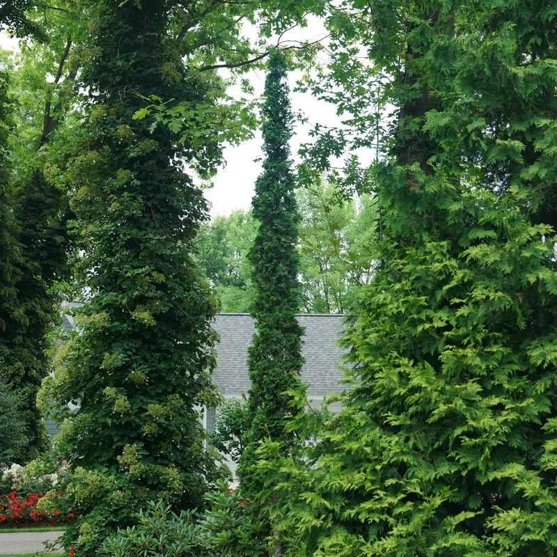 Sting™ Arborvitae (Thuja)