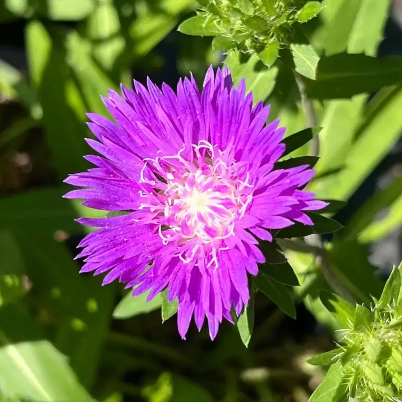 Stokesia laevis ‘Honeysong Purple’