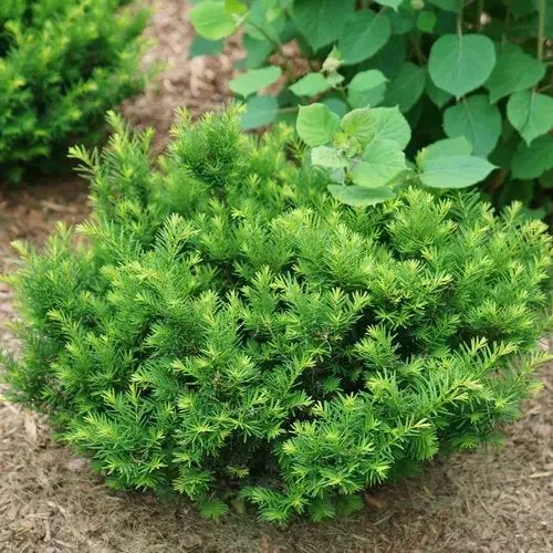 Stonehenge Dark Druid™ Yew (Taxus)