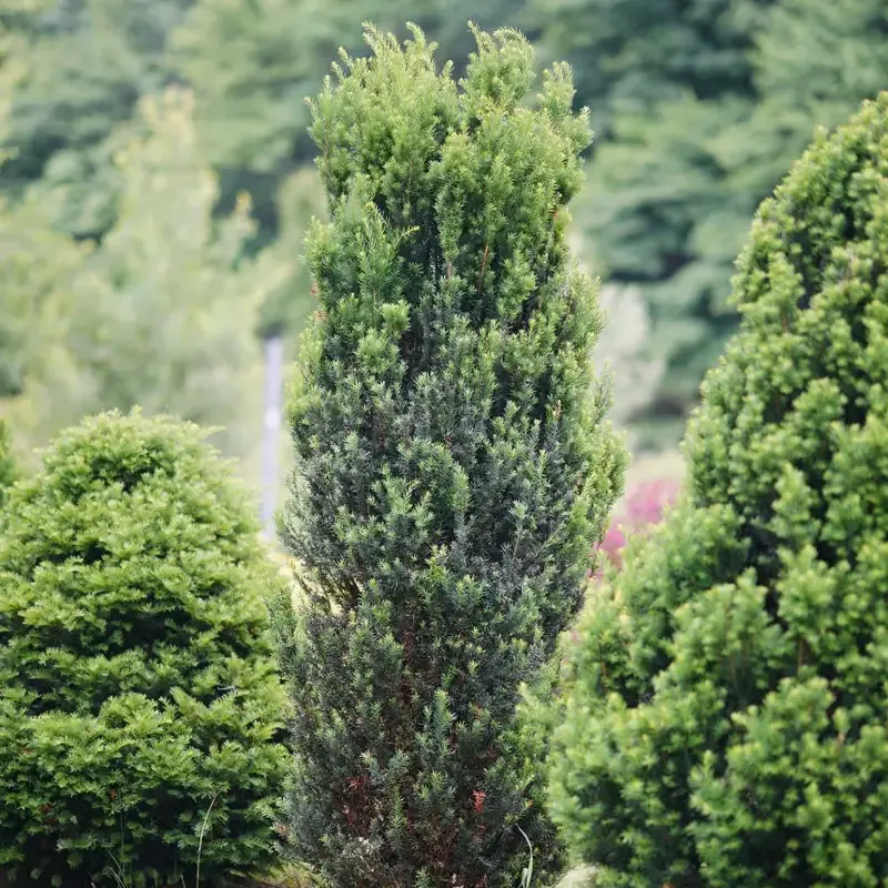 Stonehenge™ Yew (Taxus)