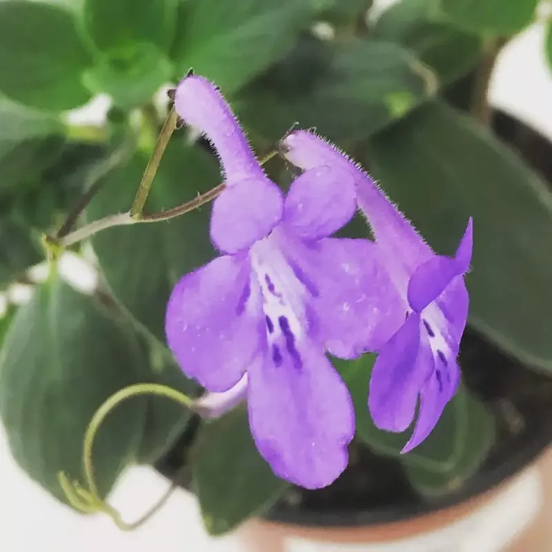 Streptocarpella Concord Blue, 4″ Plant