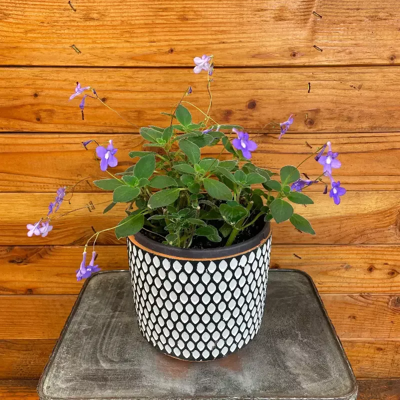 Streptocarpella Concord Blue, 6″ Plant