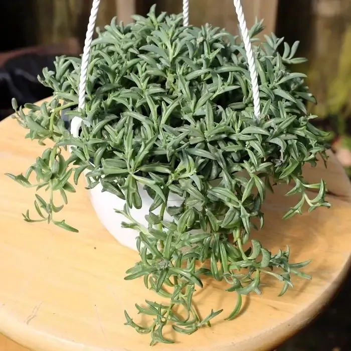 String of Dolphins Plants