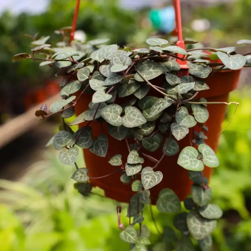 String of Hearts Plants