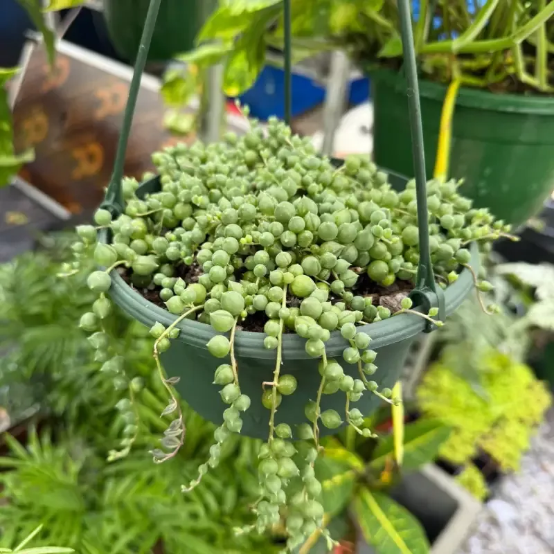 String of Pearls (Live Indoor Plant)