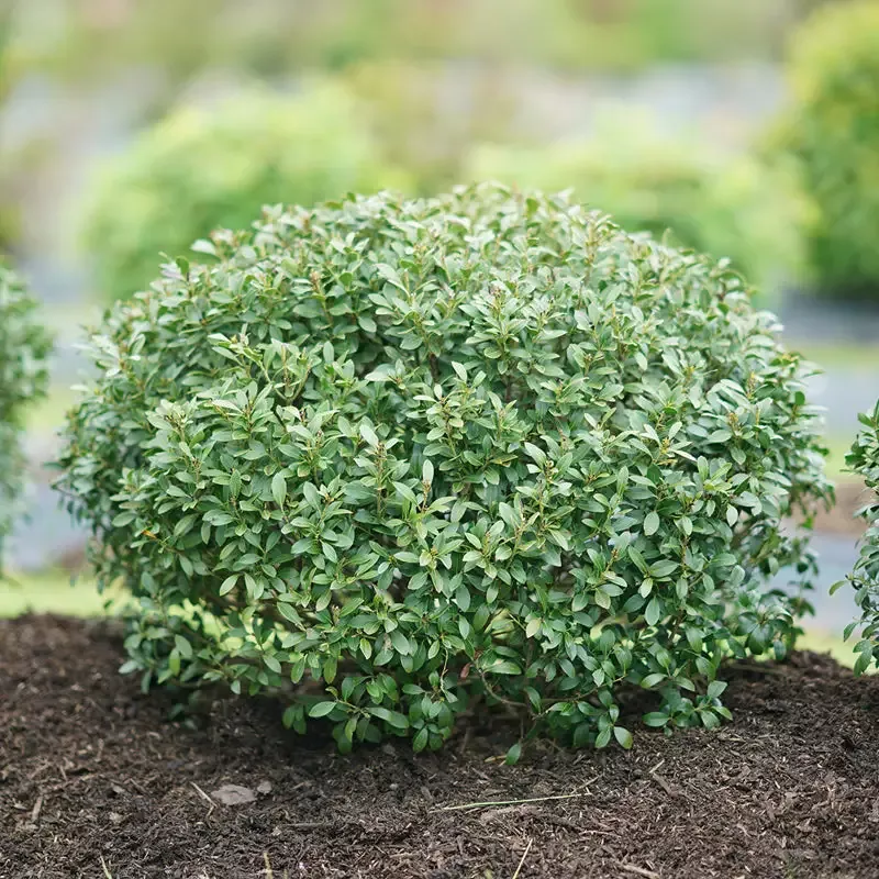 Strongbox™ Inkberry Holly (Ilex)