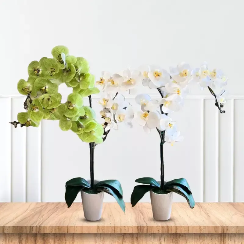 Stunning Orchids – Perfect Gift
