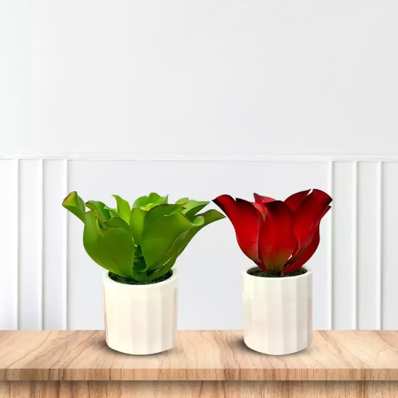 Stunning Plant with Ceramic Pot-Good Gift