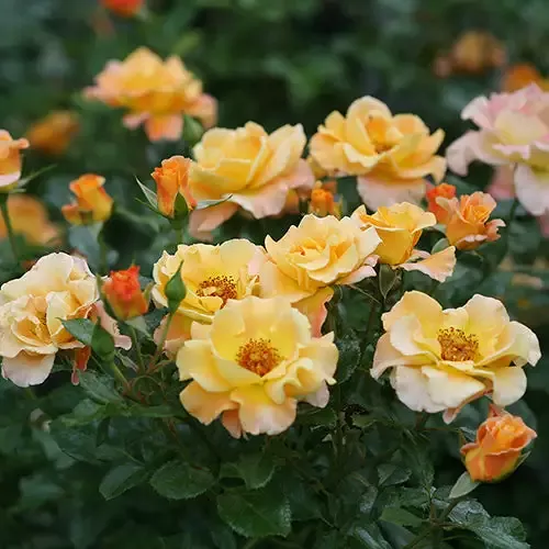 Suñorita™ Rose