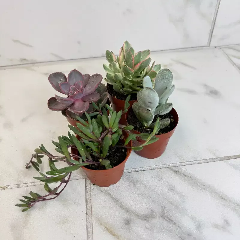 Succulent Gift Box, 4 Pack