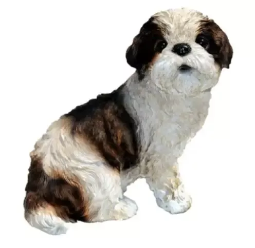 “Sue” – Shih Tzu