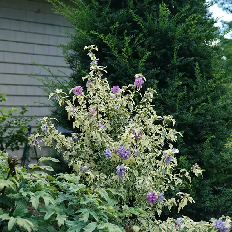 Sugar Tip™ Gold Rose of Sharon