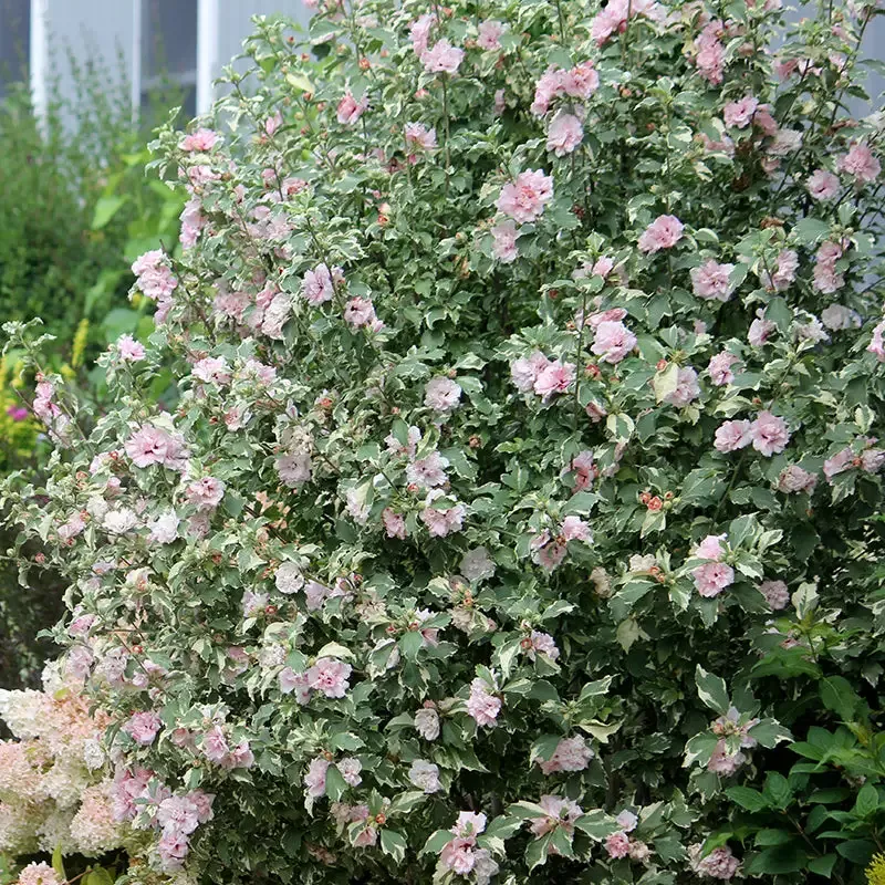 Sugar Tip™ Rose of Sharon (Hibiscus)