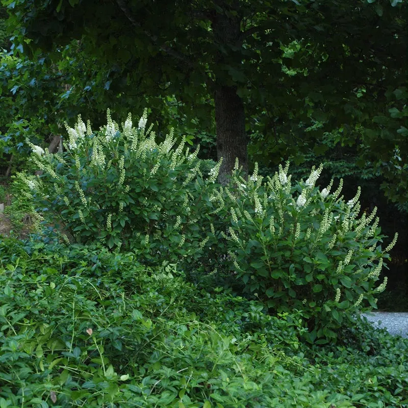 Sugartina™ ‘Crystalina’ Summersweet (Clethra)