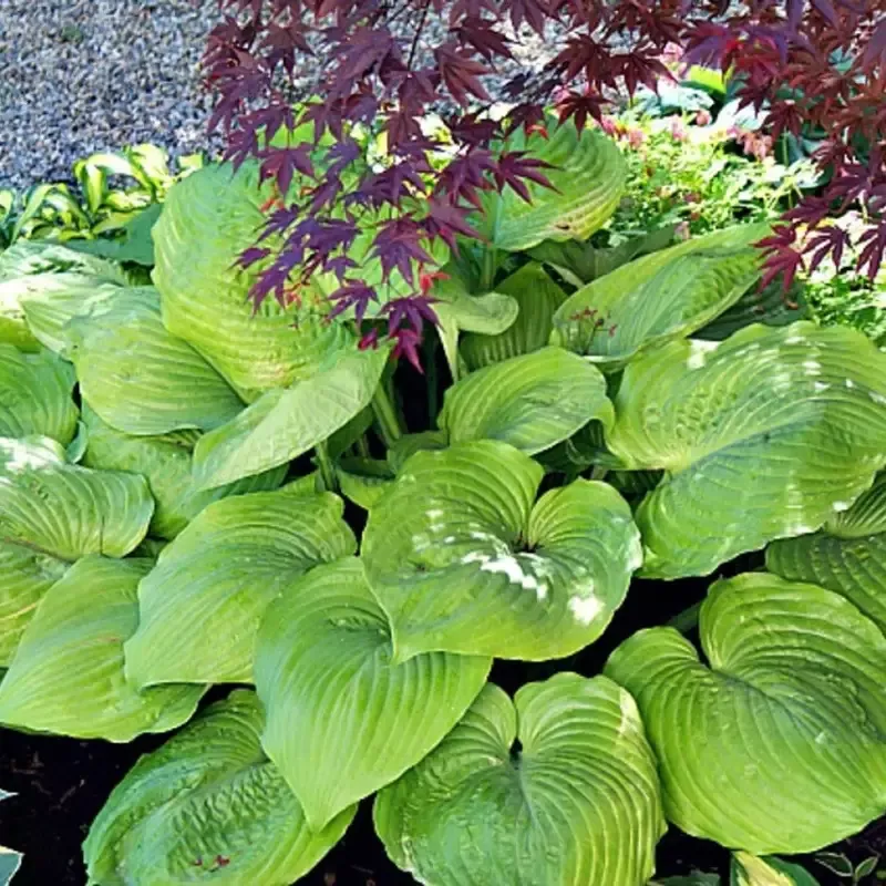 Sum and Substance Hosta – [EG]