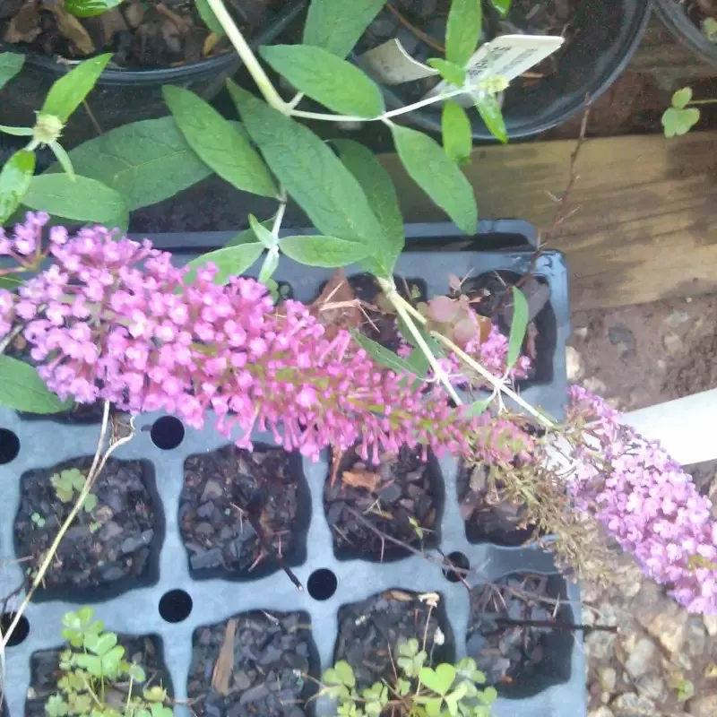 Summer Beauty’ Butterfly Bush
