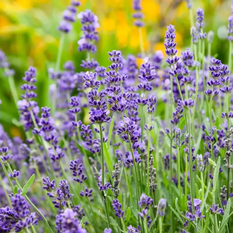 ‘Summer Serenade’ Lavender (Lavandula)