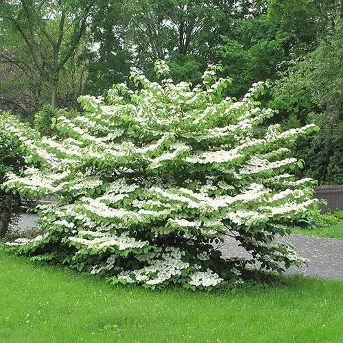 ‘Summer Snowflake’ Doublefile Viburnum