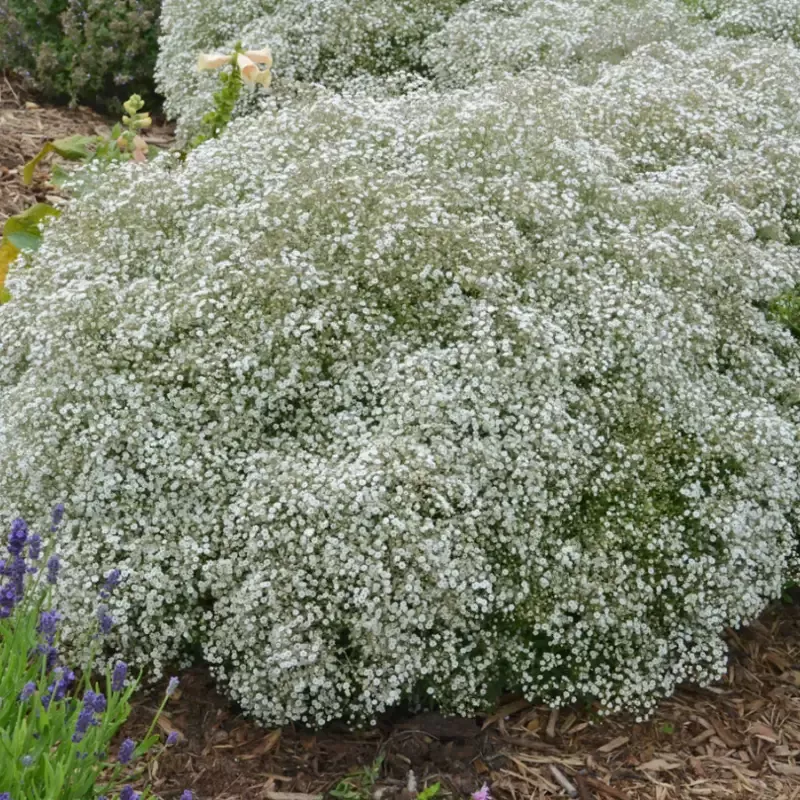 Summer Sparkles™ Baby’s Breath (Gypsophila)