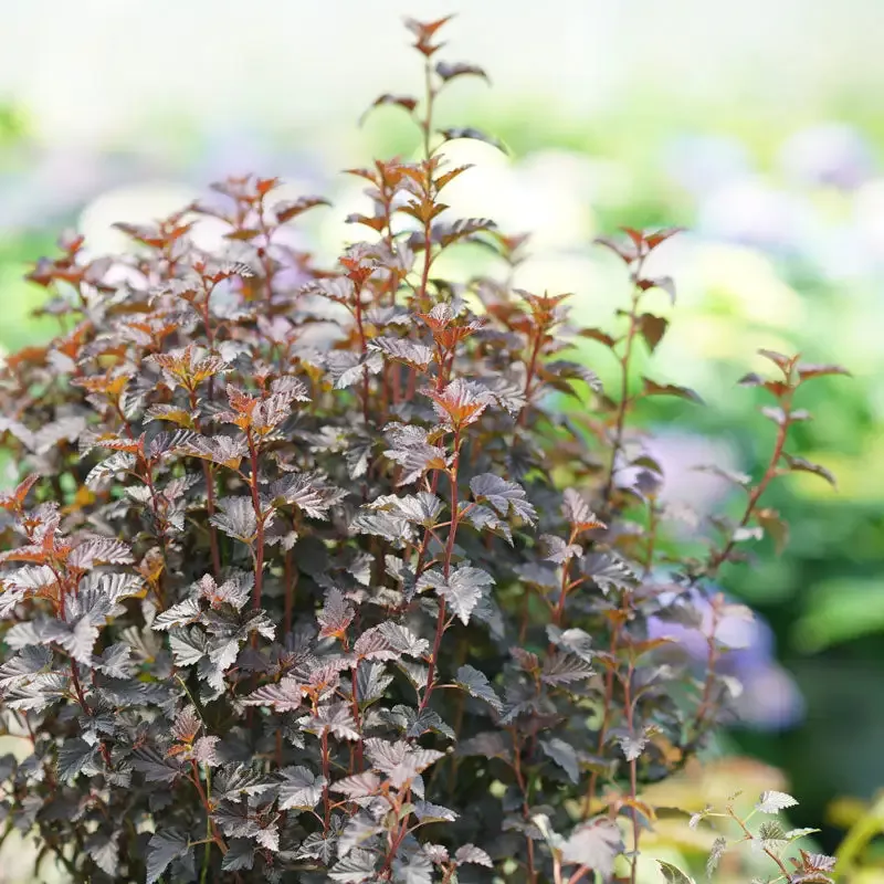 Summer Wine™ Black Ninebark (Physocarpus)