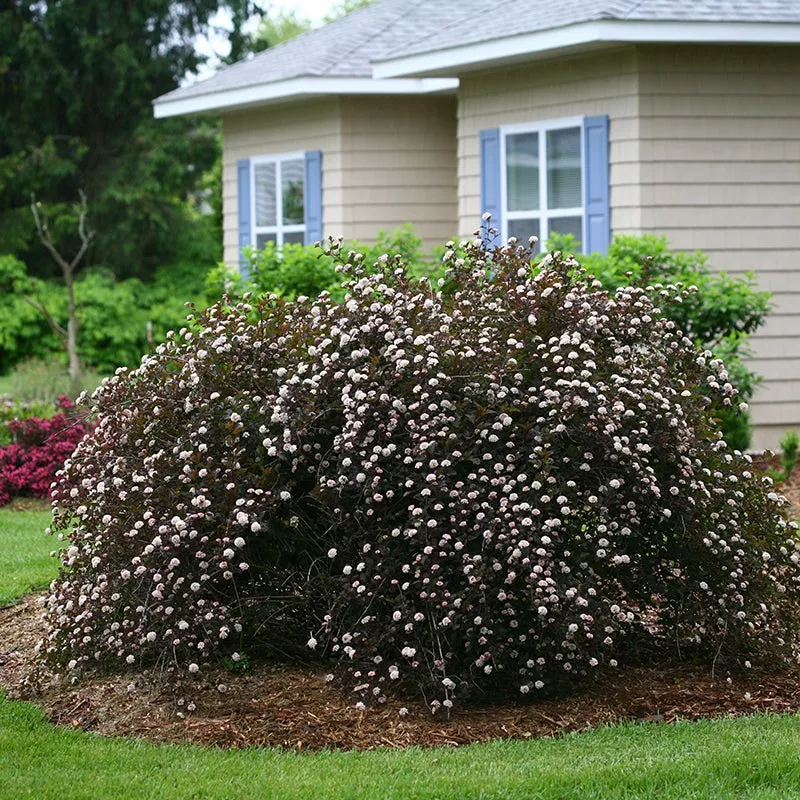 Summer Wine™ Ninebark (Physocarpus)