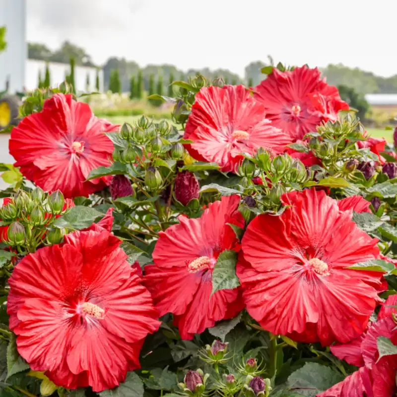 Summerific™ ‘Garnet Globes’ Perennial Hibiscus