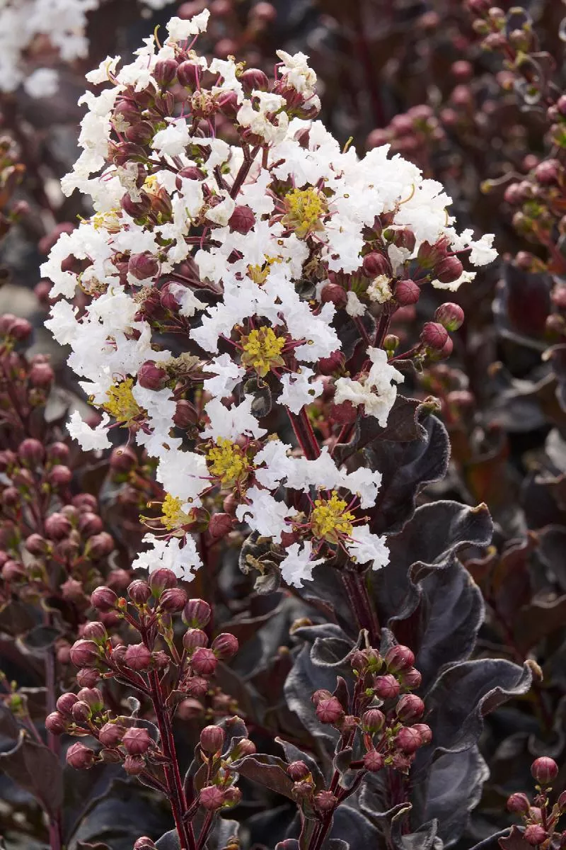 Summerlasting™ Crape Myrtle