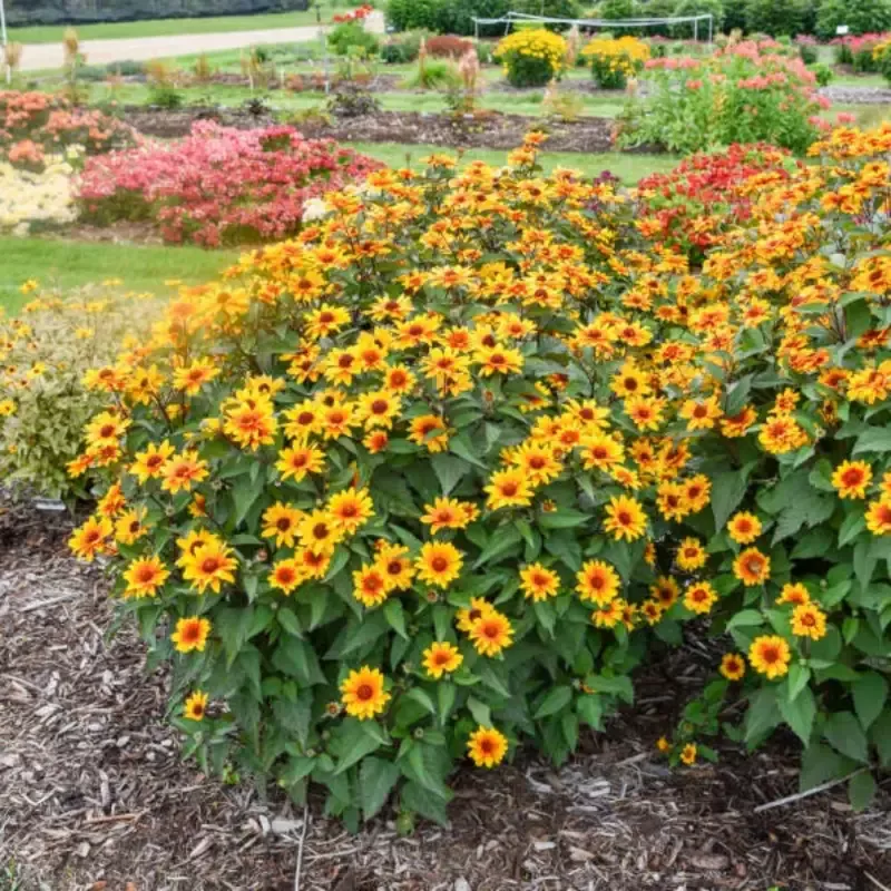 ‘Sundial’ False Sunflower (Heliopsis)