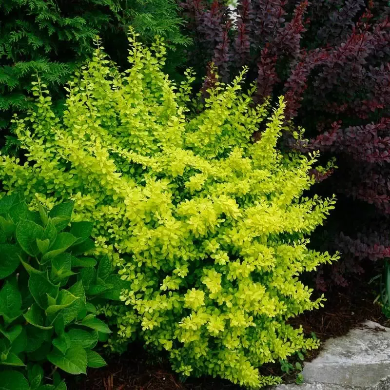 Sunjoy™ Citrus Barberry (Berberis)