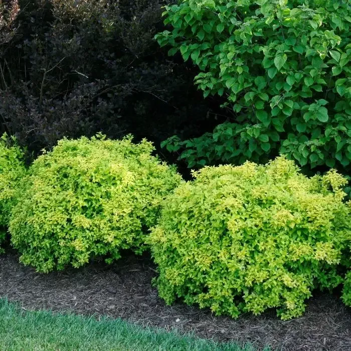 Sunjoy Citrus Barberry