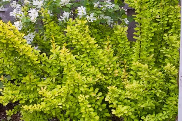 Sunjoy Gold Pillar Barberry-2 Gallon