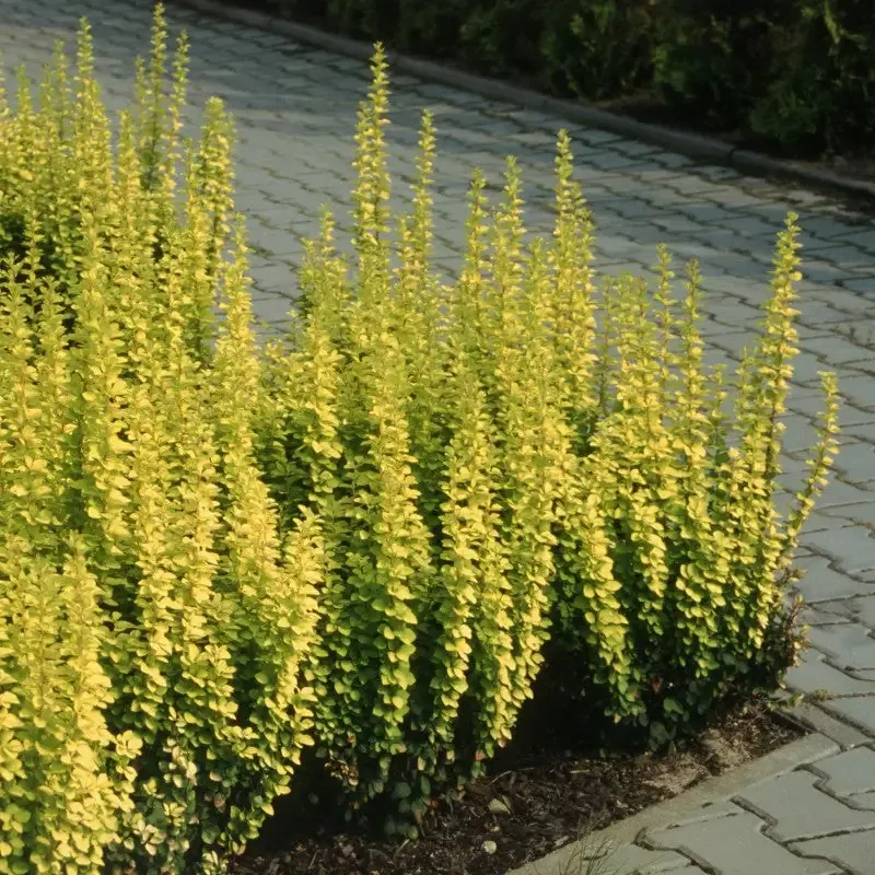 Sunjoy Gold Pillar™ Barberry (Berberis)