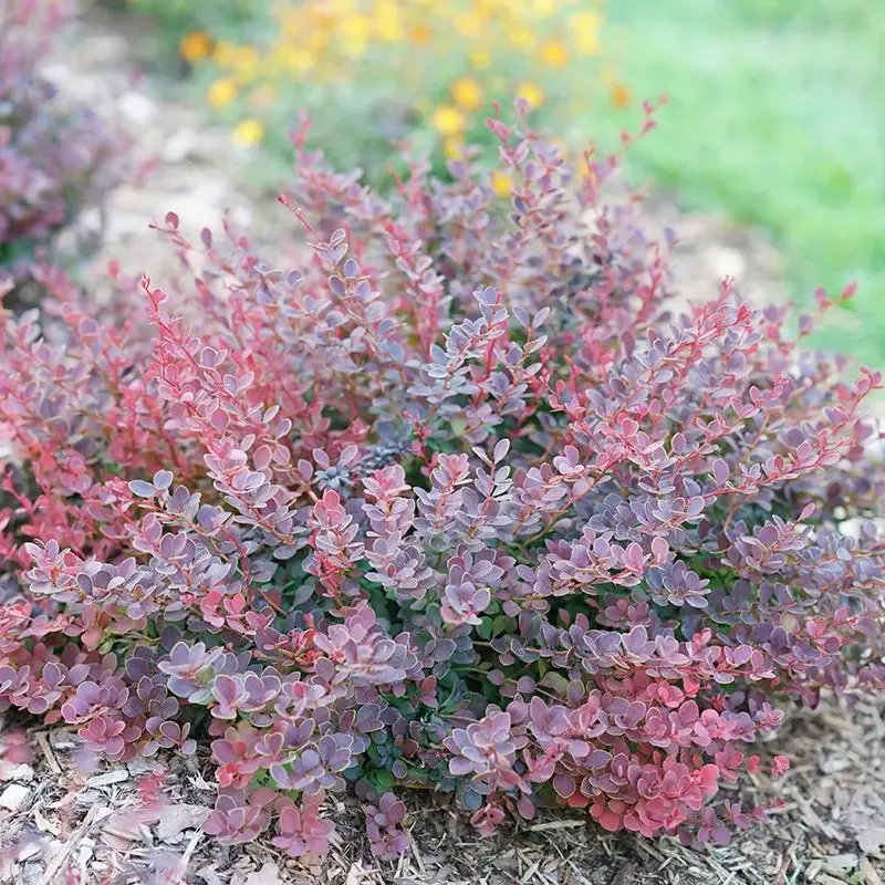 Sunjoy Mini Maroon™ Barberry (Berberis)