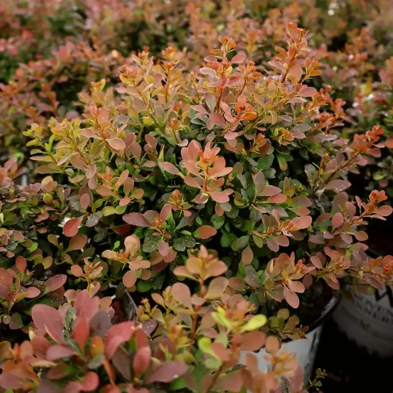 Sunjoy Mini Salsa Barberry