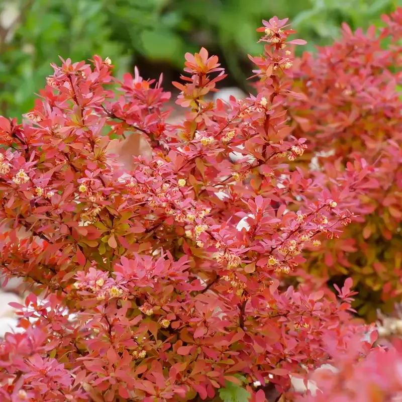 Sunjoy Neo™ Barberry (Berberis)