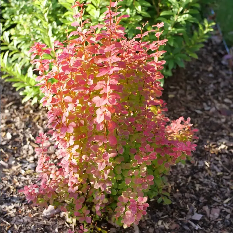 Sunjoy Orange Pillar™ Barberry (Berberis)