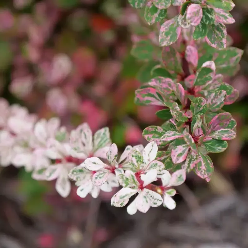 Sunjoy Sequins™ Barberry (Berberis)
