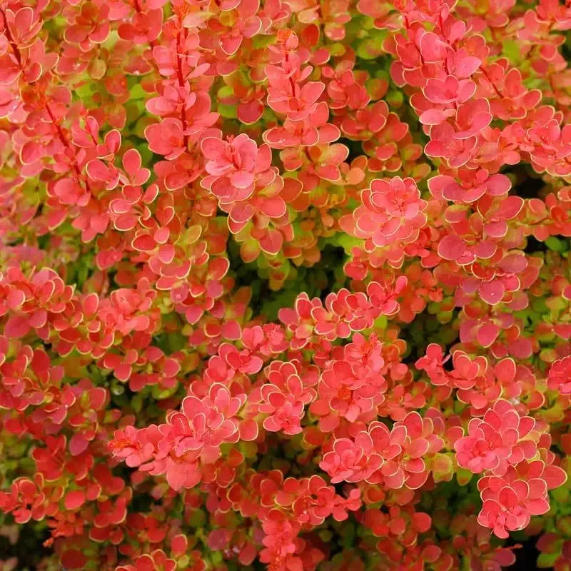 Sunjoy™ Tangelo™ Barberry (Berberis)