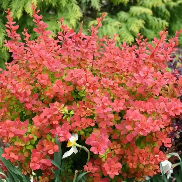 Sunjoy™ Tangelo™ Barberry