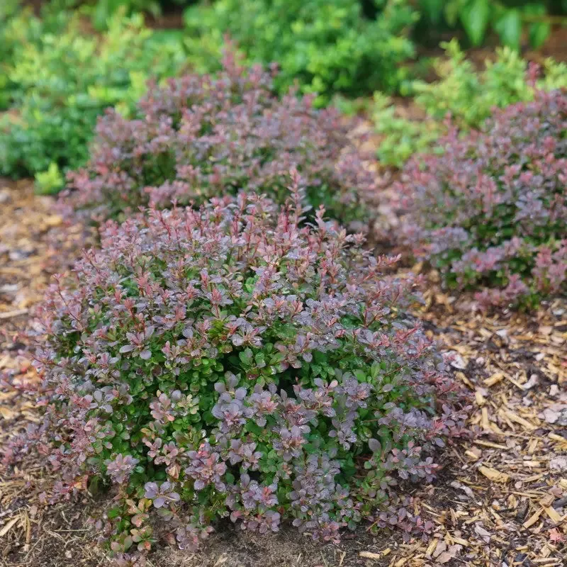 Sunjoy Todo™ Barberry (Berberis)