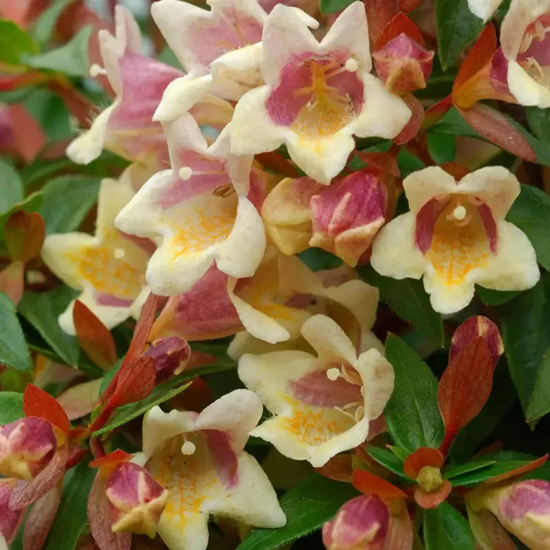 Sunny Anniversary™ Abelia