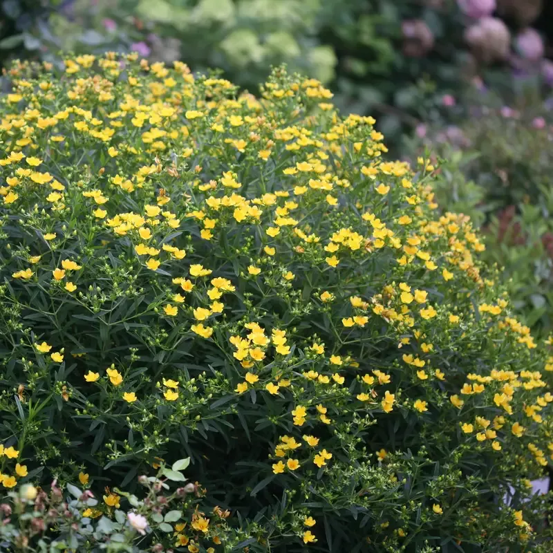 Sunny Boulevard™ St. John’s Wort (Hypericum)