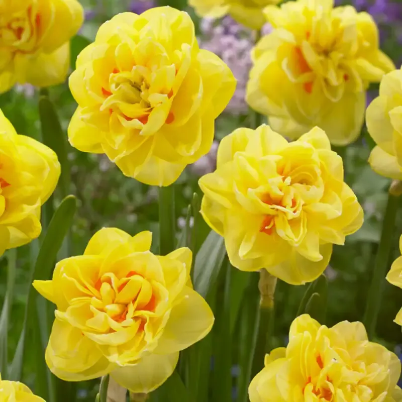 ‘Sunny Day’ Double Flowering Daffodil (Narcissus)