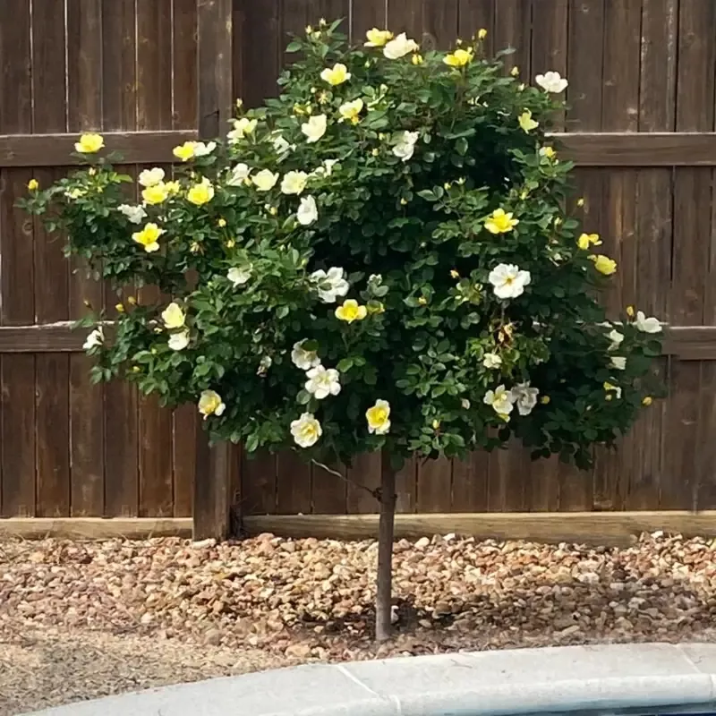 Sunny Knock Out™ Rose – Tree Form