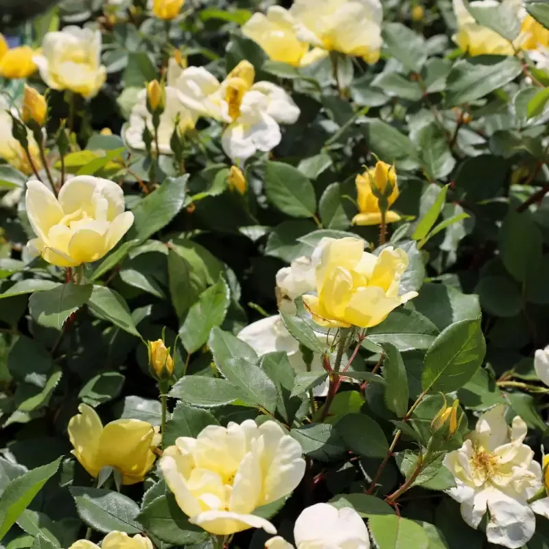 Sunny Knock Out™ Rose