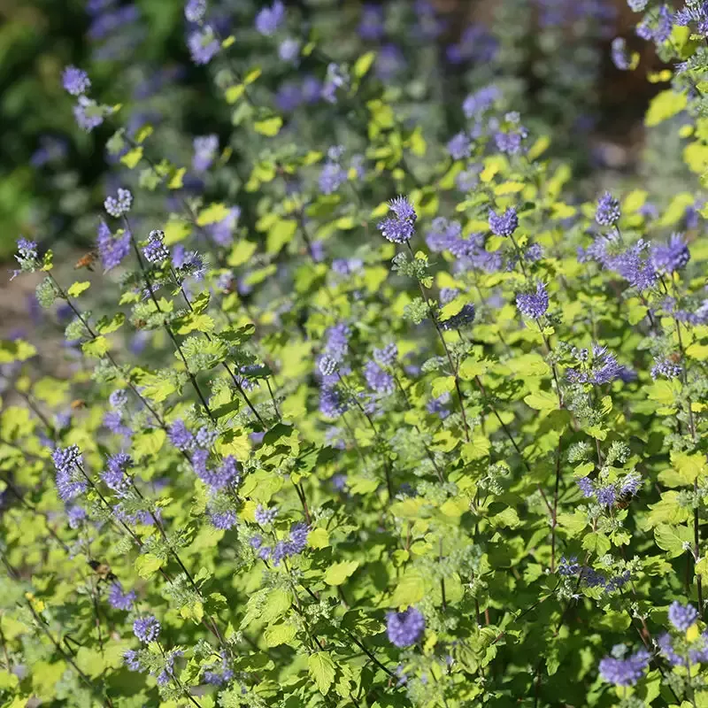 Sunshine Blue™ II Bluebeard (Caryopteris)
