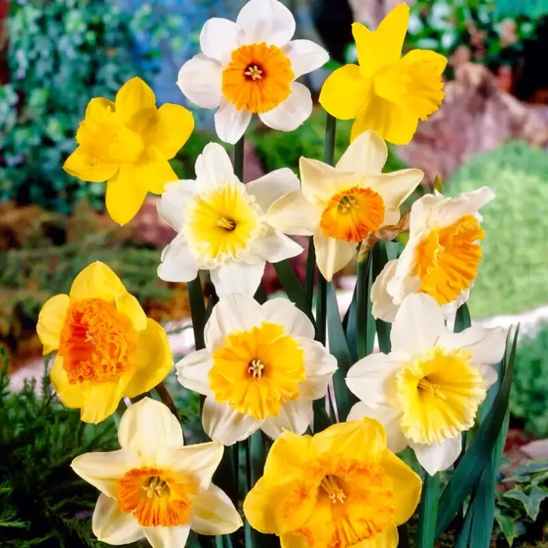 Sunshine Large Cupped Daffodil Mix (Narcissus)