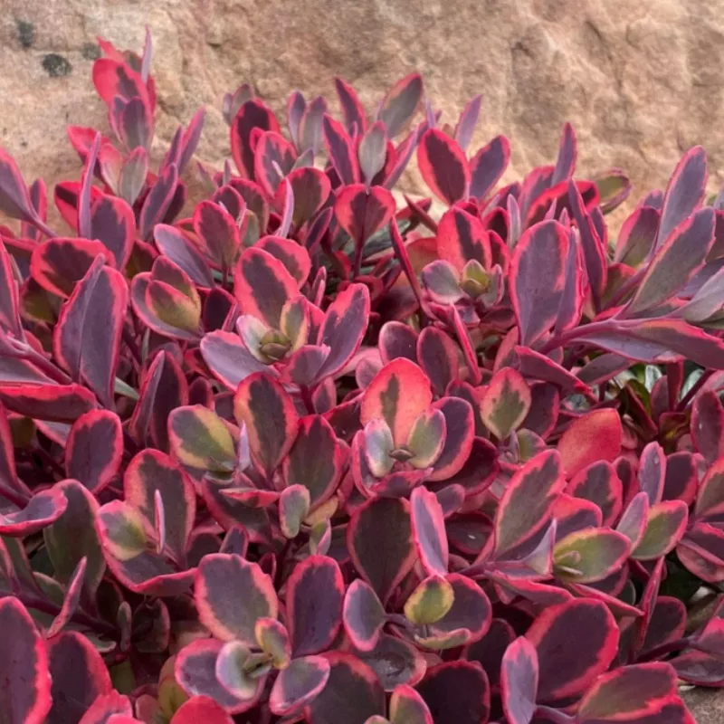 Sunsparkler™ ‘Dazzling Dynamite’ Stonecrop (Sedum)