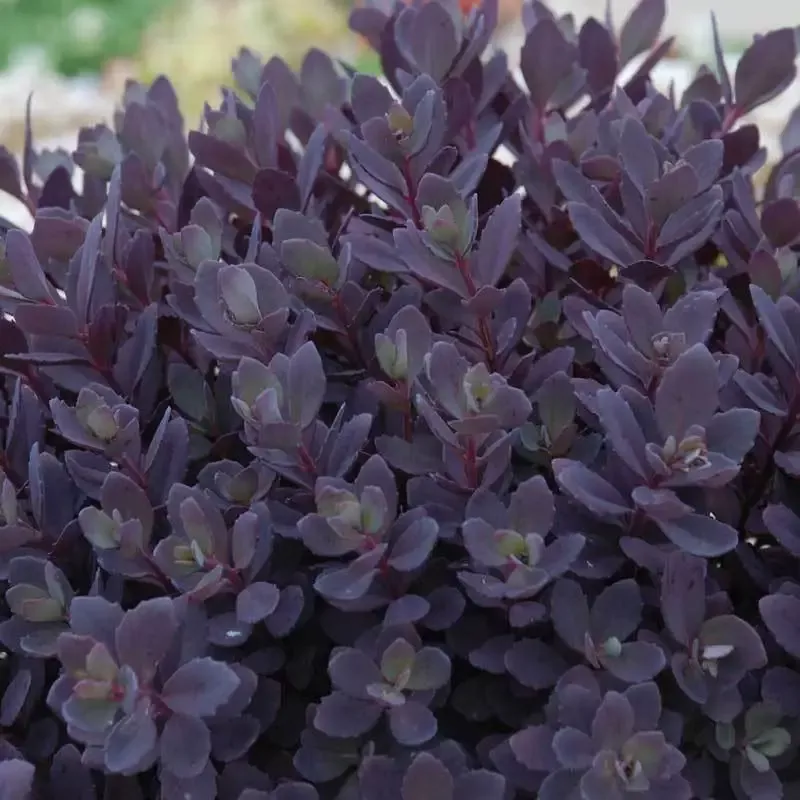 Sunsparkler™ ‘Plum Dazzled’ Stonecrop (Sedum)